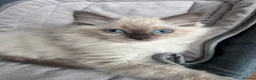 Ragdoll cats for sale: Ragdoll Cherubim Mink Kittens TICA - Advert 21