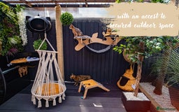 Bengal cats for sale: Dune- Stunning Bengal Boy- TICA with champion line - Image 20