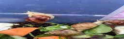 Snails invertebrates for sale: Giant African Snails for sale! - Advert 9