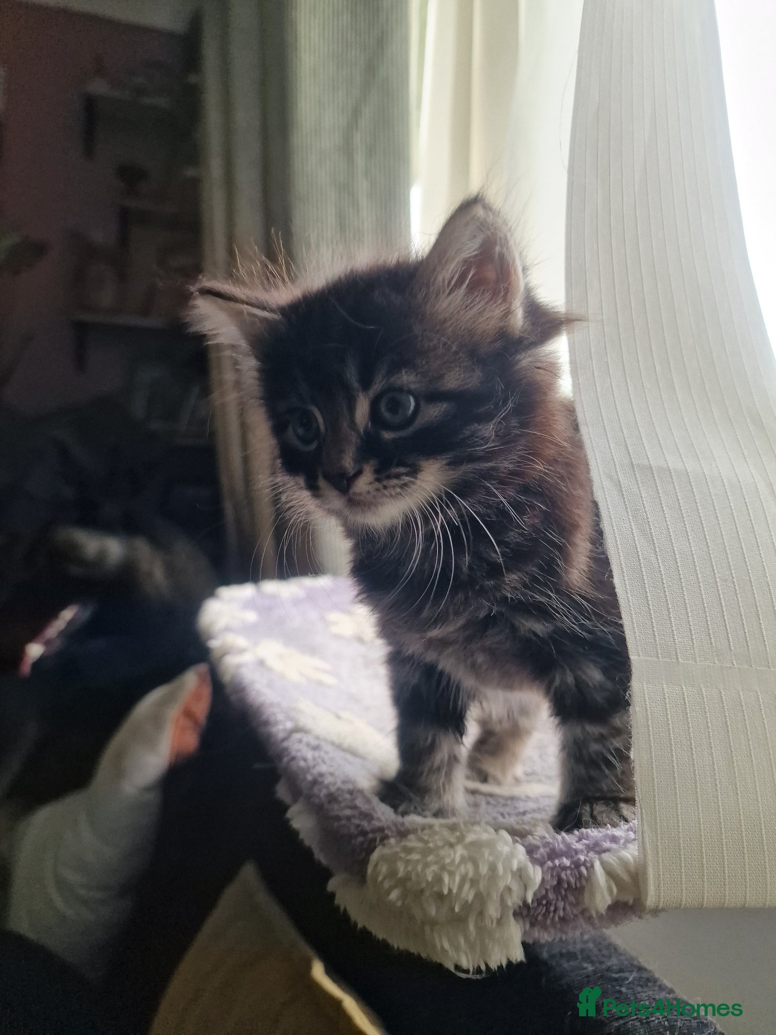 Mixed Breed cats for sale: Cute male kitten looking for his family - Advert 6