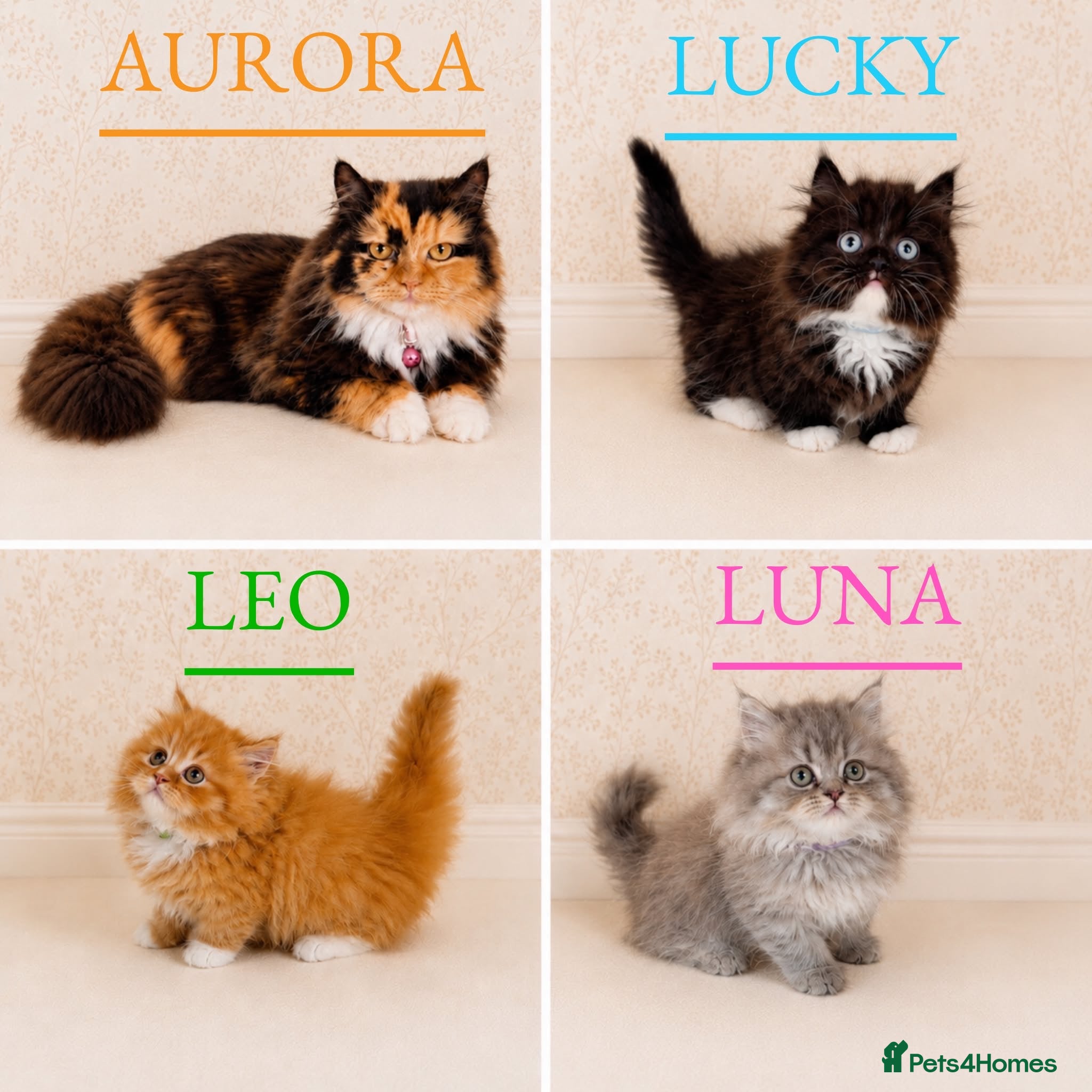 Persian cats Rare DWARF LEG PERSIANS - Persian Munchkin Minuets - Advert 1