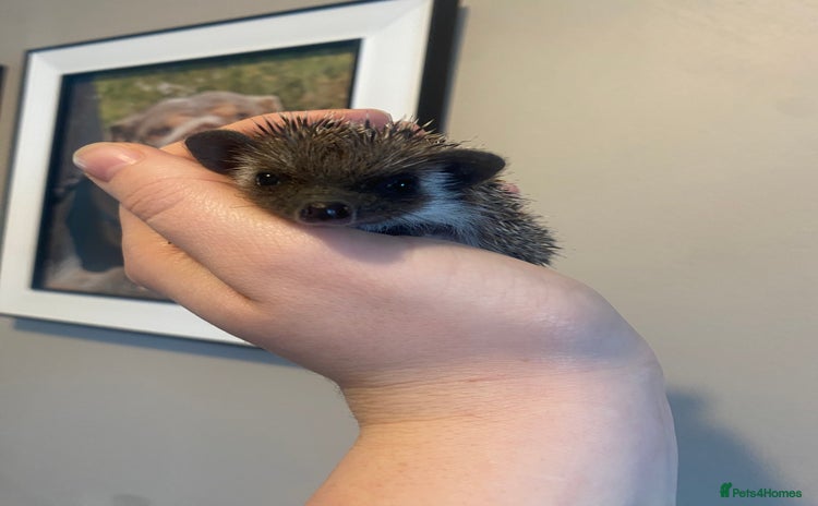 Pygmy Hedgehog rodents - Advert 14