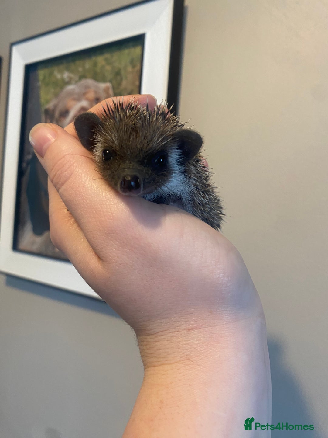 Pygmy Hedgehog rodents for sale: African Pygmy hedgehog for reservation  - Image 1