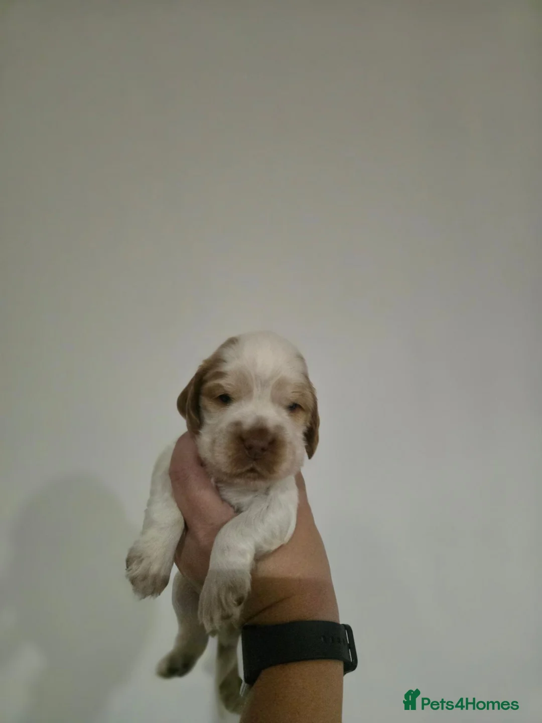 Cocker Spaniel dogs for sale: KC registered SHOW cocker spaniels - Advert 18