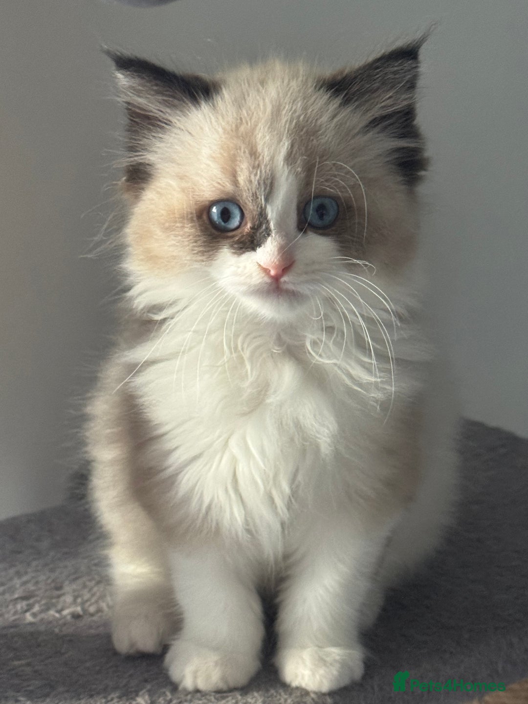 Ragdoll cats for sale: Gorgeous fluffy Ragdoll boy - Advert 1