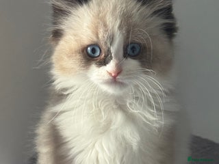 Ragdoll cats for sale: Gorgeous fluffy Ragdoll boy - Advert 1