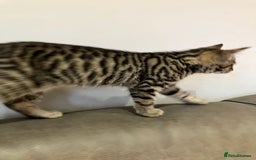 Mixed Breed cats for sale: Sweet natured kittens ready to go - Advert 9