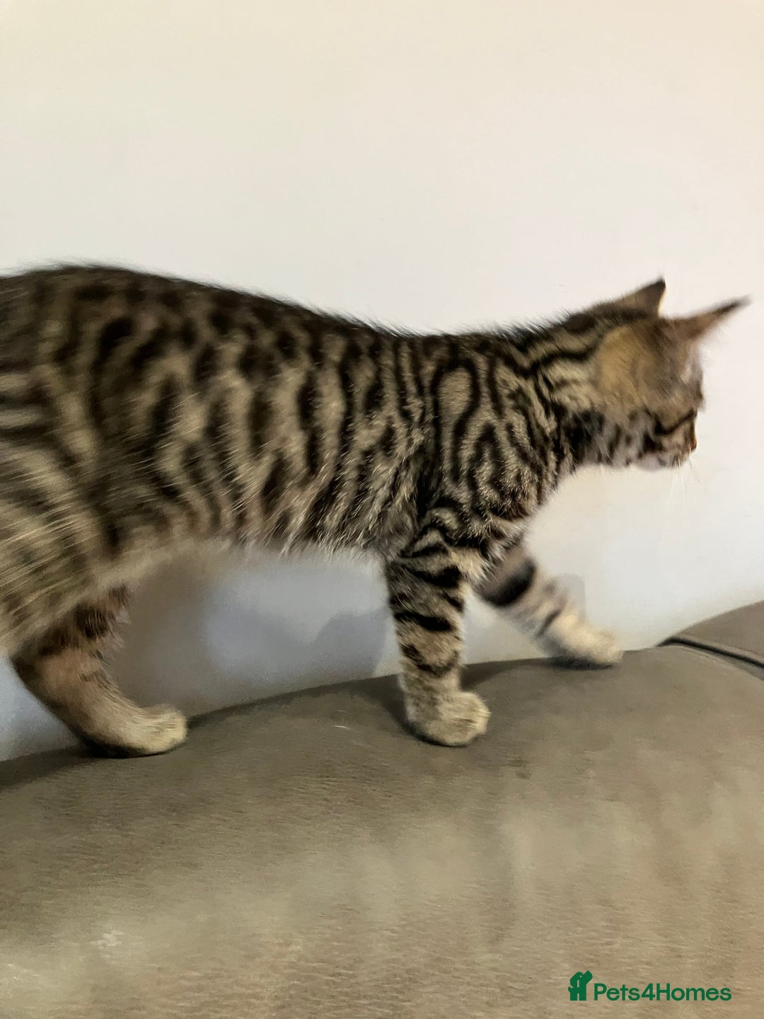 Mixed Breed cats for sale: Sweet natured kittens ready to go - Advert 9