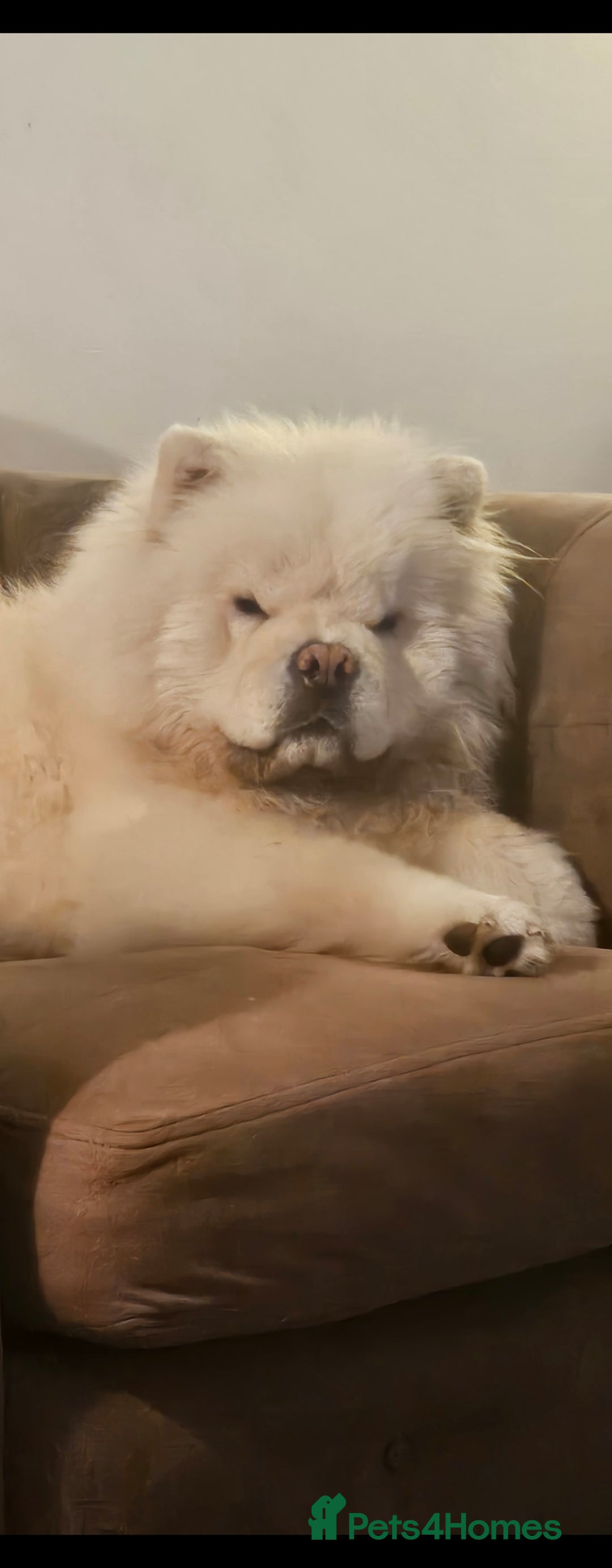 Chow Chow dogs for stud: Gorgeous chow chow for stud  - Advert 3