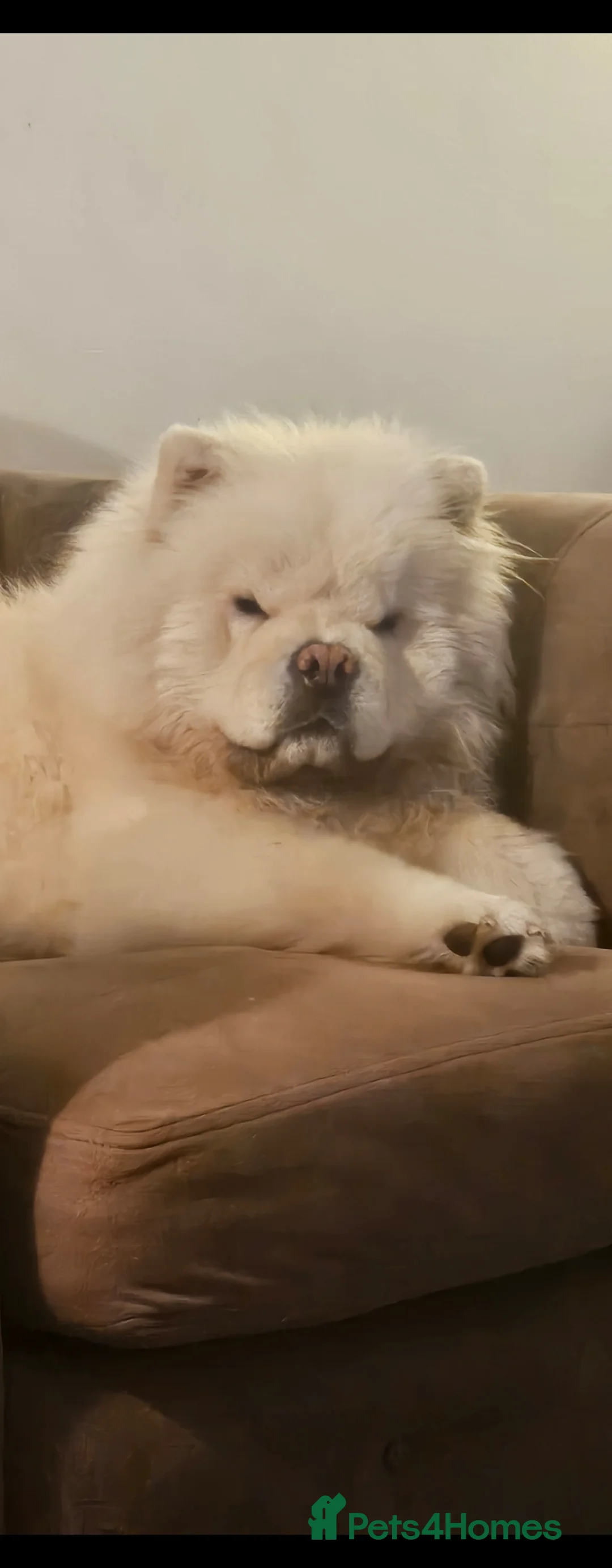 Chow Chow dogs for stud: Gorgeous chow chow for stud  - Advert 3