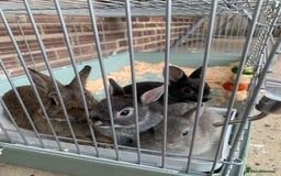 Netherland Dwarf rabbits for sale: Bunnies Netherland Dwarf Rabbits - Image 2
