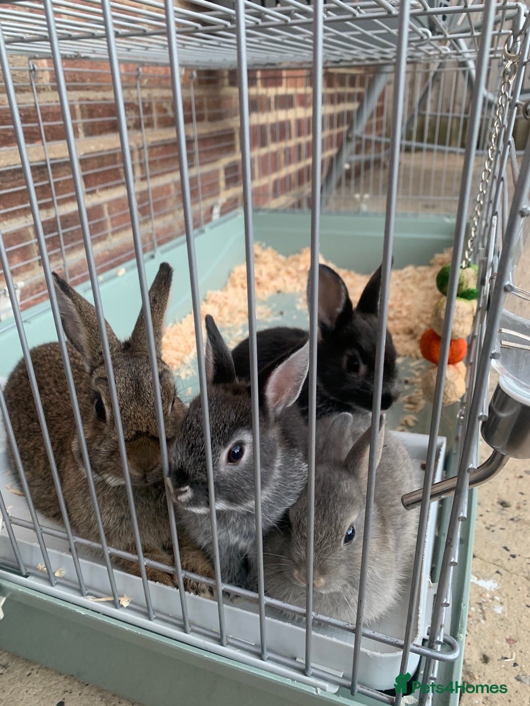 Netherland Dwarf rabbits for sale: Bunnies Netherland Dwarf Rabbits - Image 2
