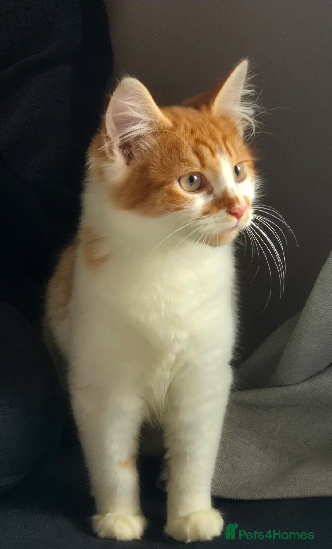 Mixed Breed cats for sale: Beautiful kittens - Image 3