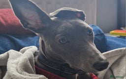 Lurcher dogs for sale: Indie  - Image 3