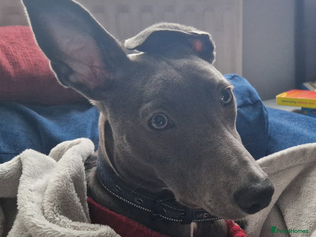 Lurcher dogs for sale: Indie  - Image 3