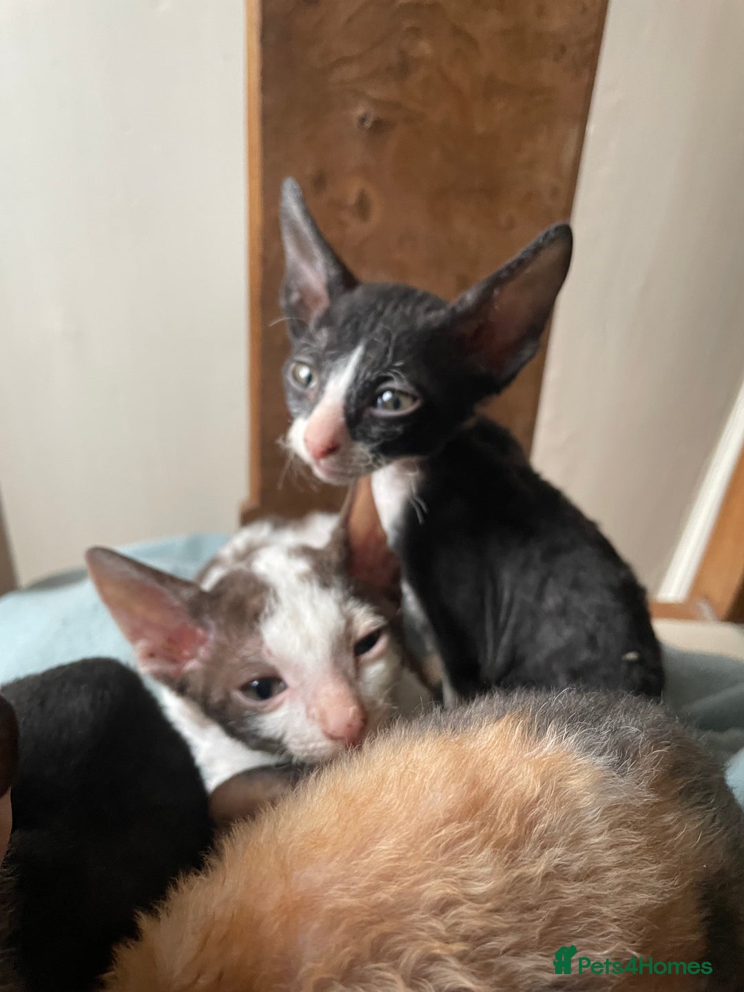 Cornish Rex cats for sale: Cornish rex - gccf registered  - Image 3