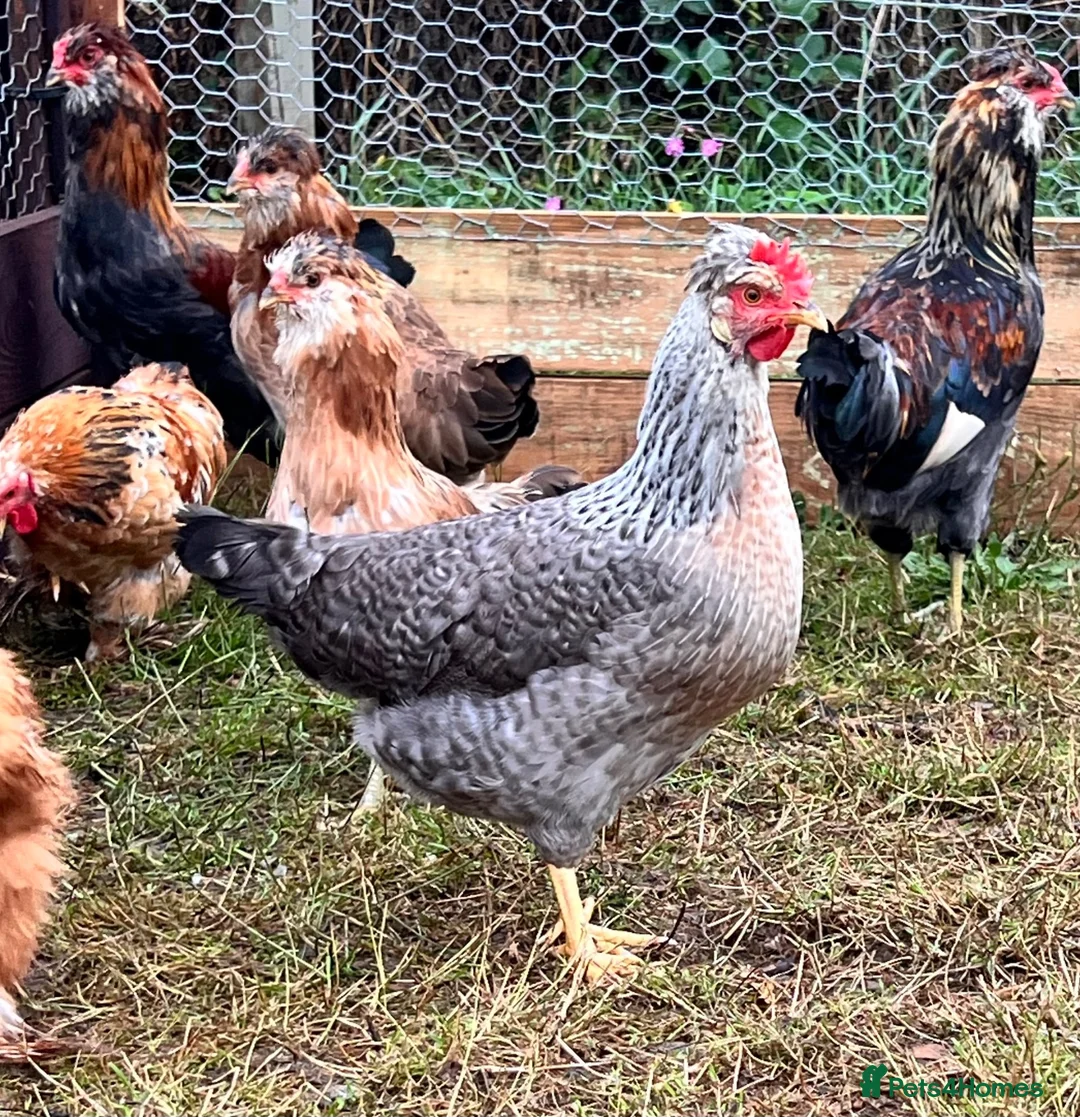 Chickens poultry for sale: POL Cream legbar pair blue egg layers  - Advert 1