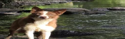 Border Collie dogs for sale: 17 Month old male border collie - Advert 5