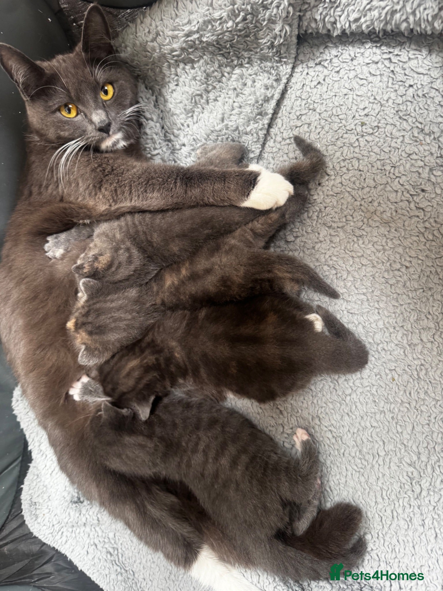 Mixed Breed cats 4 gorgeous grey kittens - Advert 1