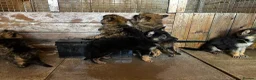 German Shepherd dogs for sale: German shepherd puppies  - Advert 3