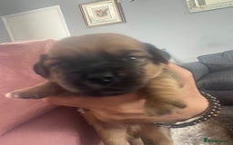 Mixed Breed dogs for sale: Beautiful dachshund/jug x terrier - Image 21