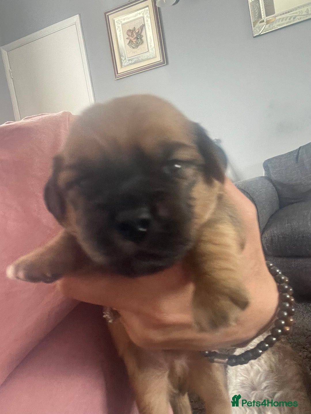 Mixed Breed dogs for sale: Beautiful dachshund/jug x terrier - Image 21
