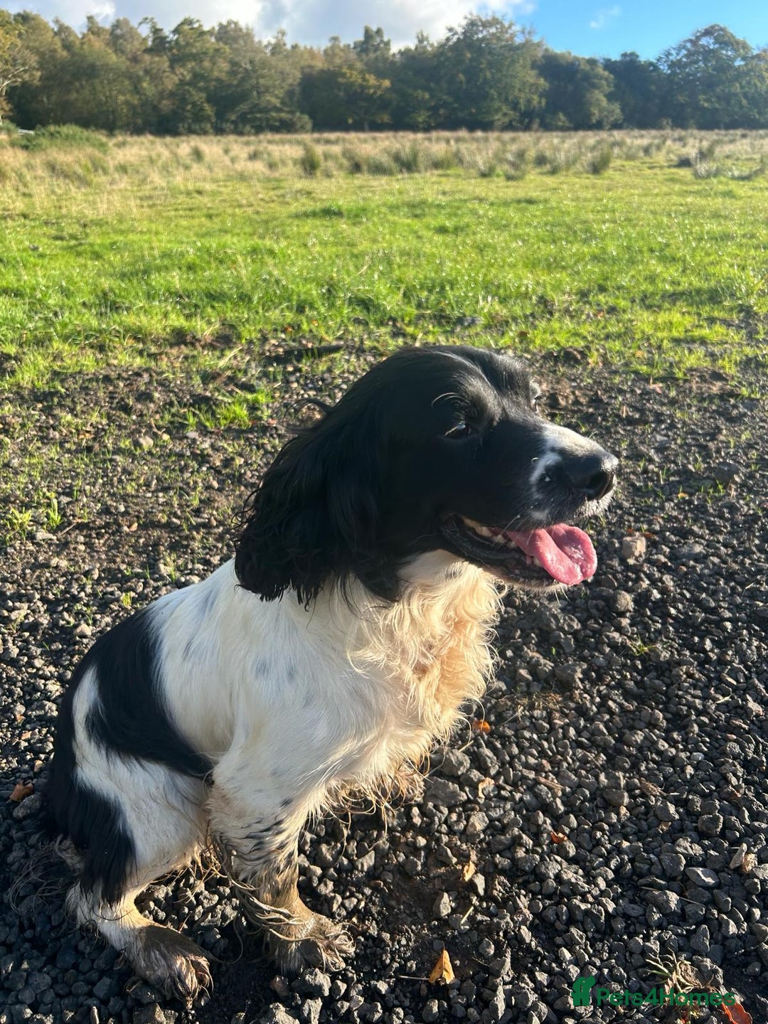 English Springer Spaniel dogs for sale: Gorgeous working English Springer Spaniel Puppies - Image 3