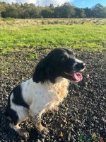 English Springer Spaniel dogs - Advert 13