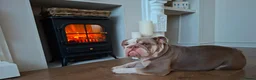 English Bulldog dogs for sale: Our beautiful girl V 💜 1 year very said sale in Market Harborough - Advert 2