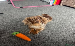 Miniature Dachshund dogs for stud: Meet Loki, miniature dachshund - Image 1
