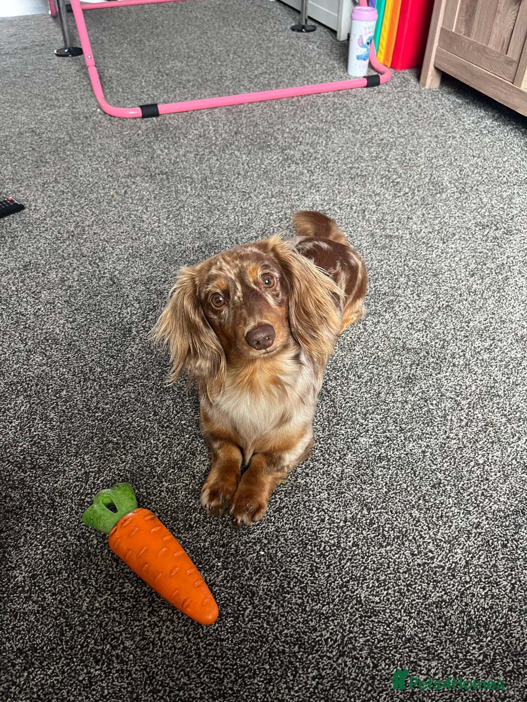 Miniature Dachshund dogs for stud: Meet Loki, miniature dachshund - Image 1