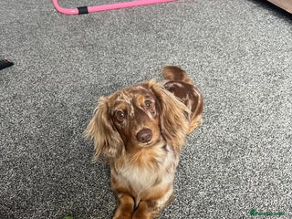 Miniature Dachshund dogs - Advert 29