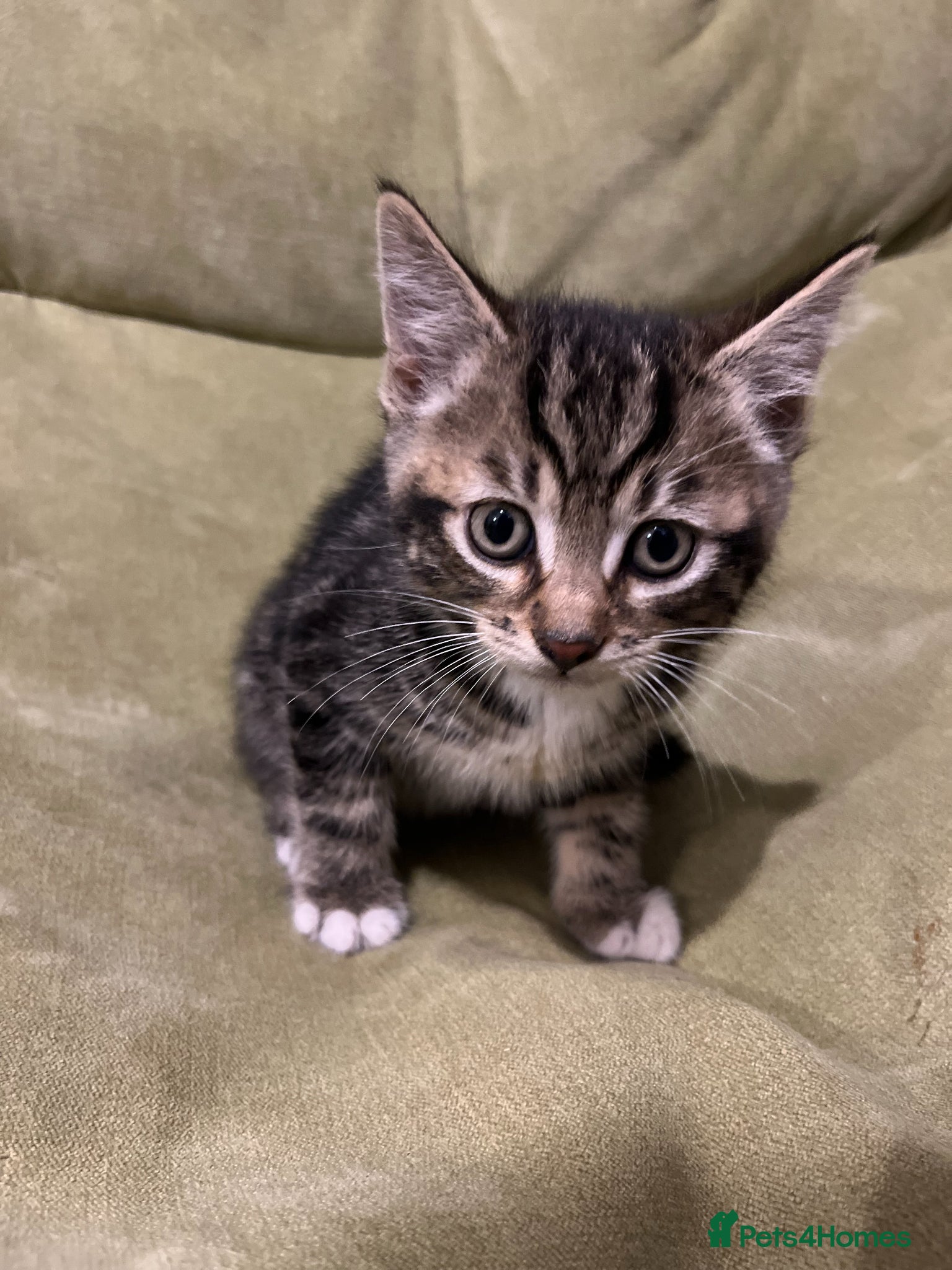 Bengal cats for sale: Bengal Mix Ready! - Advert 6