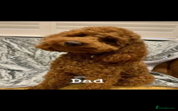 Cavapoo dogs for sale: 5 stunning cavapoo puppies  - Image 11