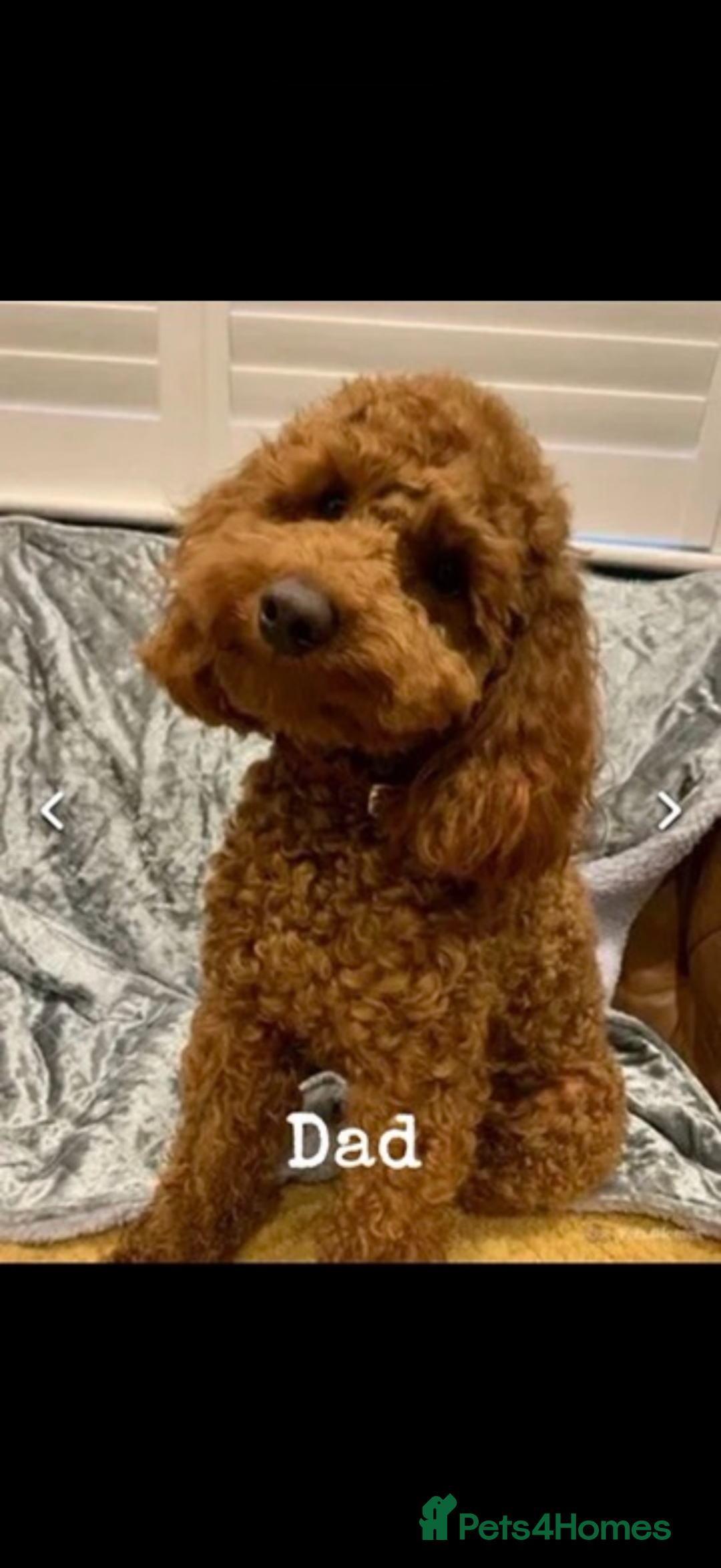 Cavapoo dogs for sale: 5 stunning cavapoo puppies  - Image 11