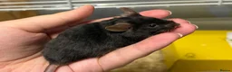 Mouse rodents for sale: Really friendly fluffy black male with full set up - Advert 1