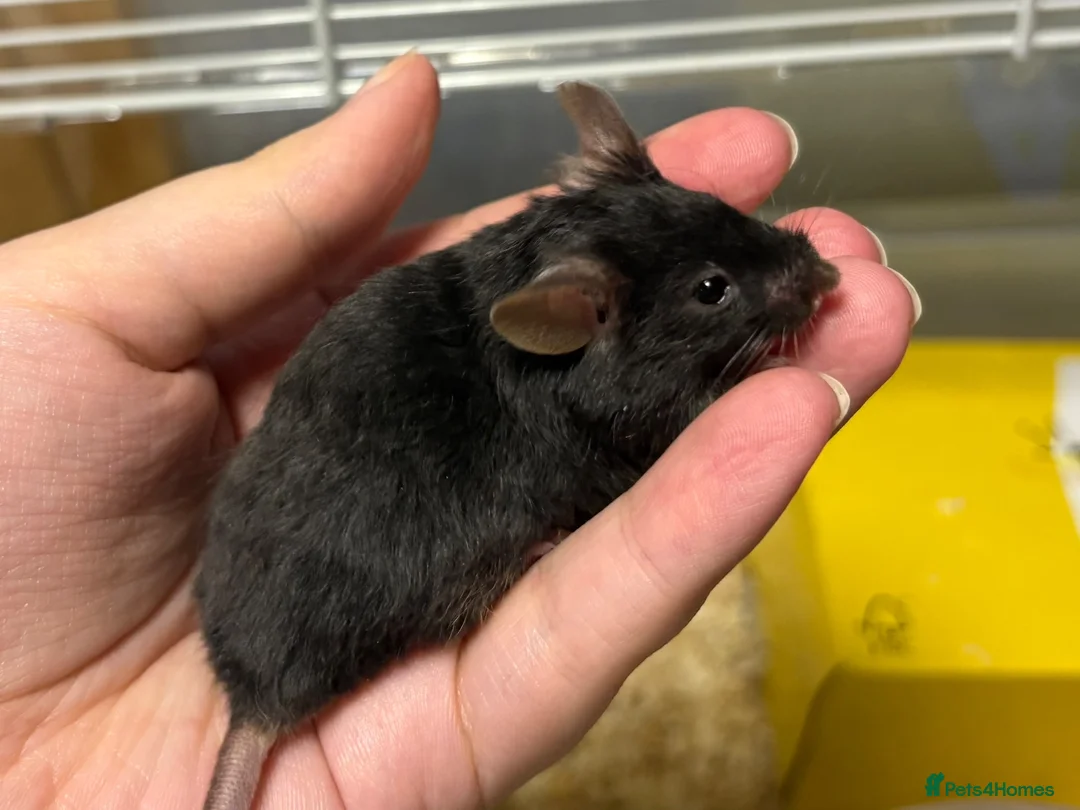 Mouse rodents for sale: Really friendly fluffy black male with full set up - Advert 1