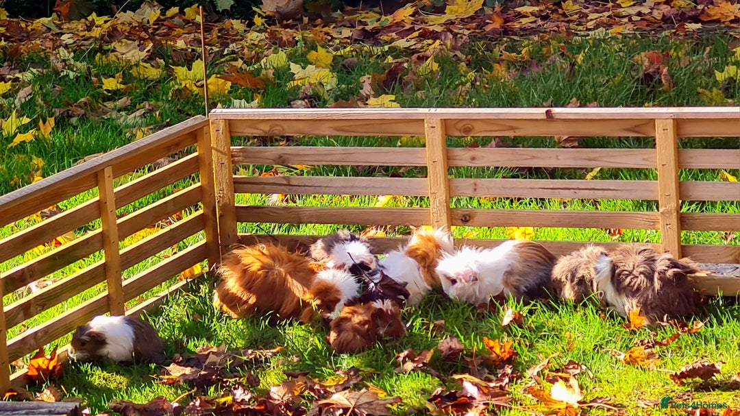 Guinea Pig rodents for sale: Baby guinea pigs for sale - Advert 16