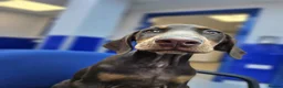 Dobermann dogs for sale: 💝🐾 Ready Now Chunky KC Registered pups 🐾 💝 - Advert 3