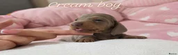 Miniature Dachshund dogs for sale: Stunning Dachshund Puppies❤️Reservations Now Open! - Advert 5
