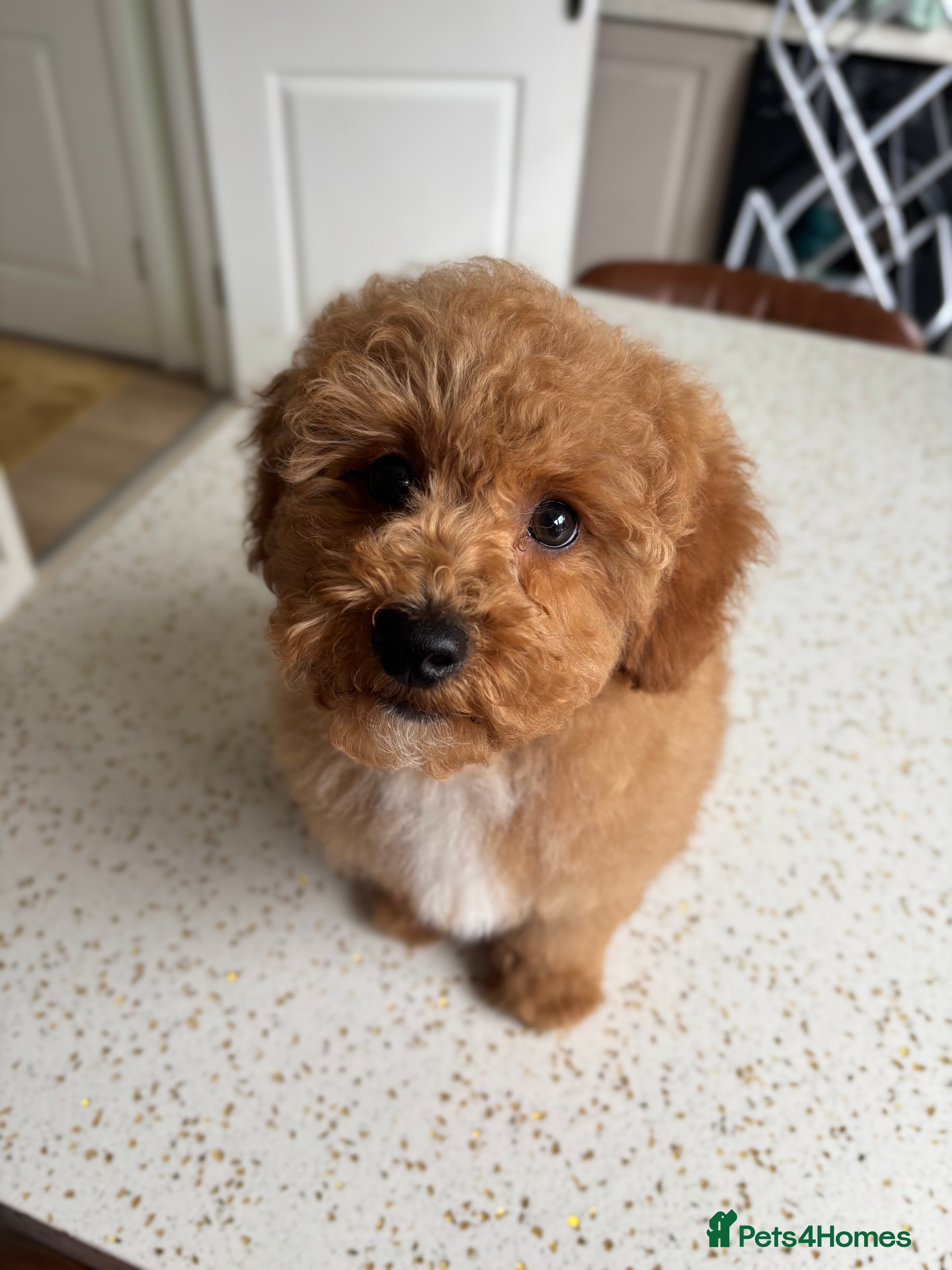 Maltipoo dogs 🌟🧸2nd Gen DNA health tested Teddy Maltipoo🧸🌟 - Advert 4