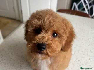 Maltipoo dogs 🌟🧸2nd Gen DNA health tested Teddy Maltipoo🧸🌟 - Advert 4