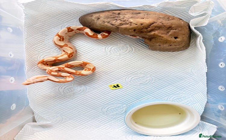 Boa Snake reptiles - Advert 5