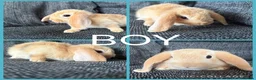 Mini Lion Lop rabbits for sale: Adorable Mini Lion Lop Babies waiting for you  - Advert 3