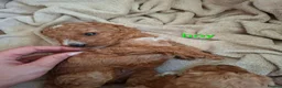 Cockapoo dogs for sale: Cockapoo Puppies PRA Clear! 262 DNA tests clear!KC - Advert 35