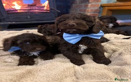 Cockapoo dogs for sale: Beautiful litter of chocolate cockapoo puppies  - Advert 12