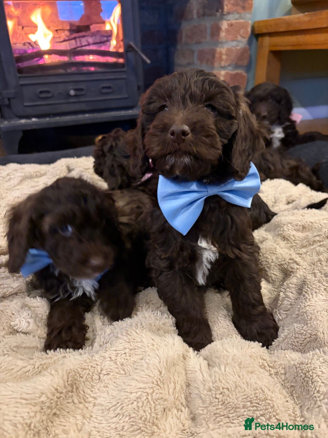 Cockapoo dogs for sale: Beautiful litter of chocolate cockapoo puppies  - Advert 12