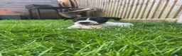 Mixed Breed dogs for sale: Staffie x collie pup - Advert 1