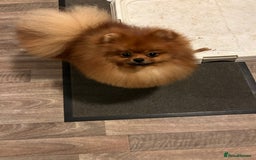 Pomeranian dogs for sale: Kc reg boy PET HOME ONLY  - Image 2