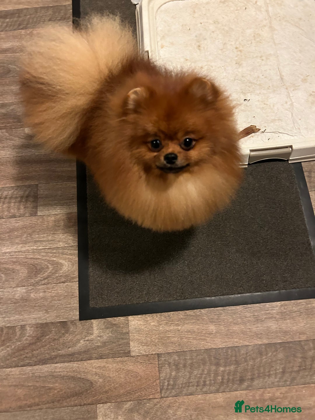 Pomeranian dogs for sale: Kc reg boy PET HOME ONLY  - Image 2